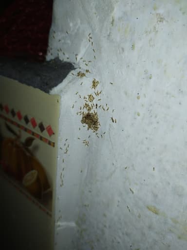 Tapinoma melanocephalum photo 9