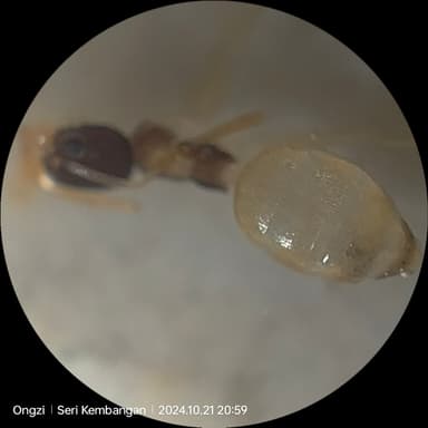 Tapinoma melanocephalum photo 10