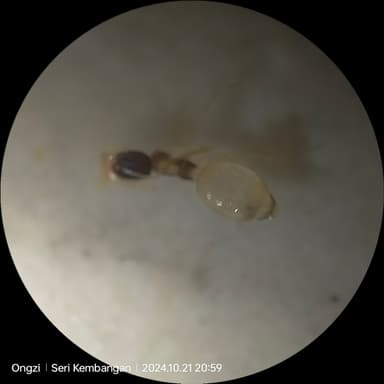 Tapinoma melanocephalum photo 11