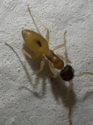 Tapinoma melanocephalum photo 12