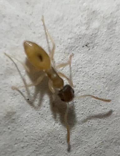 Tapinoma melanocephalum photo 14