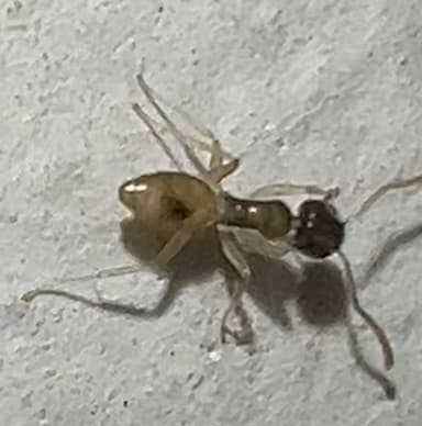 Tapinoma melanocephalum photo 15