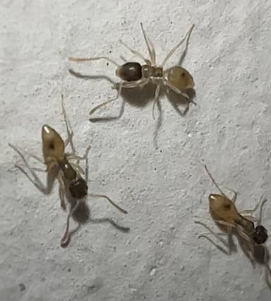 Tapinoma melanocephalum photo 16