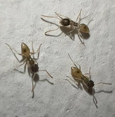 Tapinoma melanocephalum photo 17