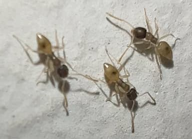 Tapinoma melanocephalum photo 18