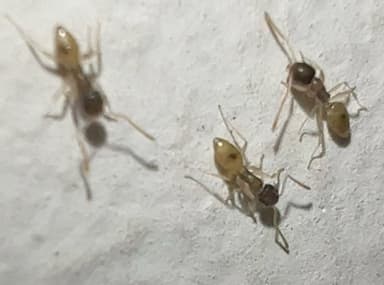 Tapinoma melanocephalum photo 19