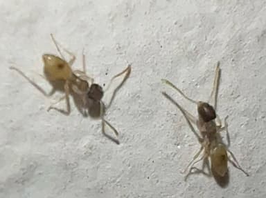 Tapinoma melanocephalum photo 20