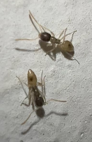 Tapinoma melanocephalum photo 22