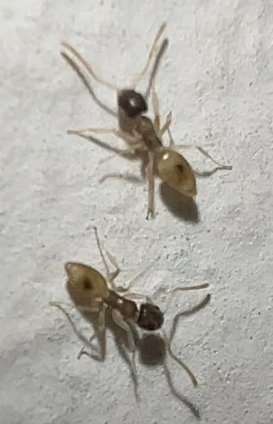 Tapinoma melanocephalum photo 23