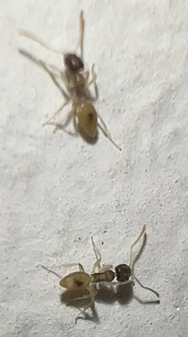 Tapinoma melanocephalum photo 24