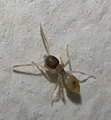 Tapinoma melanocephalum photo 25