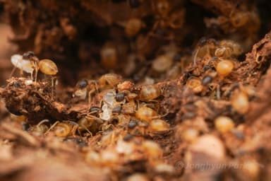 Tapinoma melanocephalum — colony photo 26