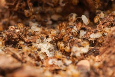 Tapinoma melanocephalum — colony photo 27
