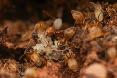 Tapinoma melanocephalum — colony photo 28