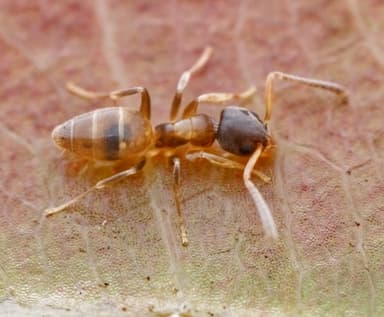 Tapinoma melanocephalum photo 29