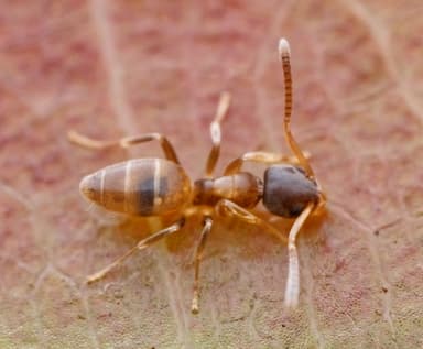 Tapinoma melanocephalum photo 30