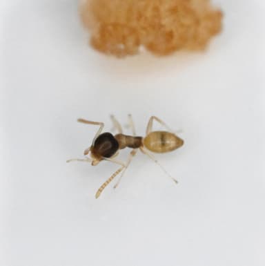 Tapinoma melanocephalum photo 31