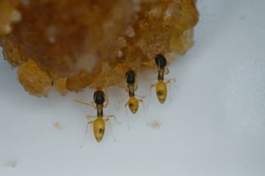 Tapinoma melanocephalum photo 32
