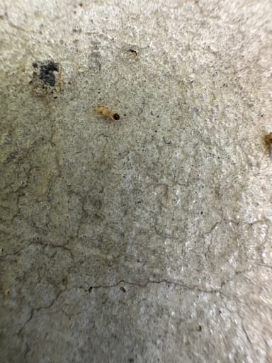 Tapinoma melanocephalum photo 33