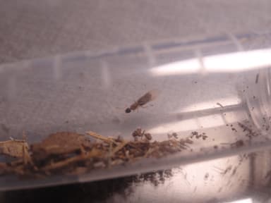 Tapinoma melanocephalum photo 34