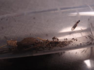 Tapinoma melanocephalum photo 35