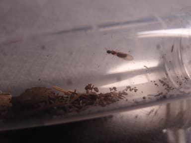 Tapinoma melanocephalum photo 36
