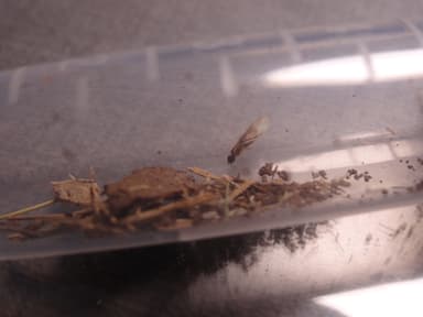 Tapinoma melanocephalum photo 37