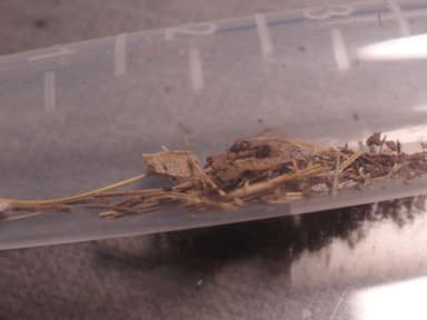 Tapinoma melanocephalum photo 38