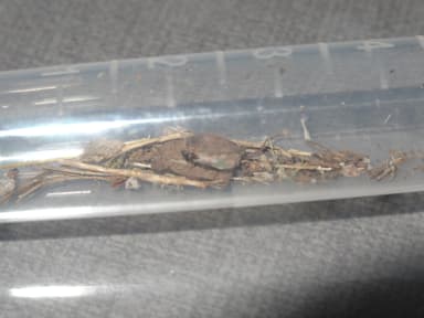 Tapinoma melanocephalum photo 42