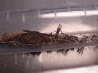 Tapinoma melanocephalum photo 45