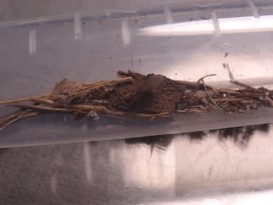 Tapinoma melanocephalum photo 46
