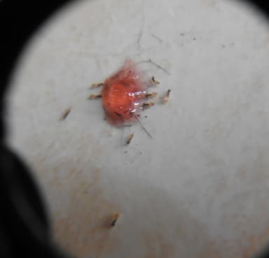 Tapinoma melanocephalum photo 48