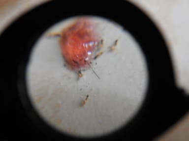 Tapinoma melanocephalum photo 49