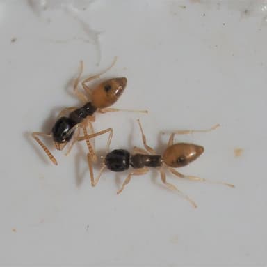 Tapinoma melanocephalum — colony photo 50