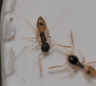 Tapinoma melanocephalum — colony photo 51