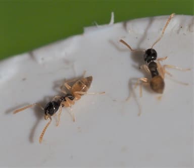 Tapinoma melanocephalum — colony photo 52