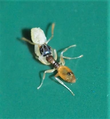 Tapinoma melanocephalum — colony photo 53