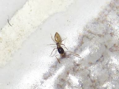 Tapinoma melanocephalum photo 54