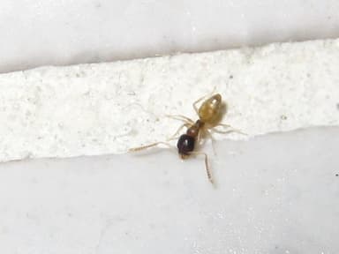 Tapinoma melanocephalum photo 55