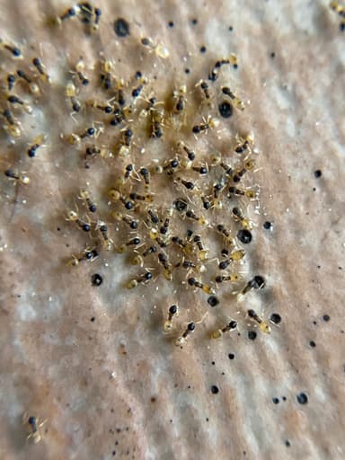 Tapinoma melanocephalum photo 59