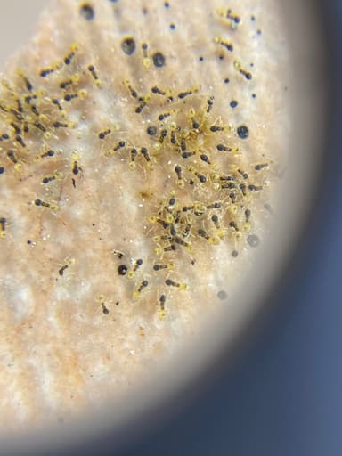 Tapinoma melanocephalum photo 60