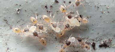 Tapinoma melanocephalum photo 61