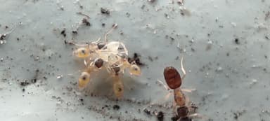 Tapinoma melanocephalum photo 63