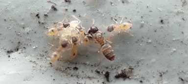 Tapinoma melanocephalum photo 64