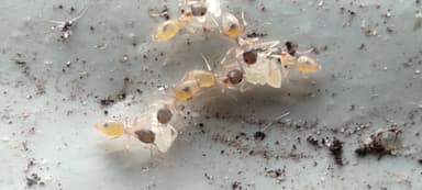 Tapinoma melanocephalum photo 65