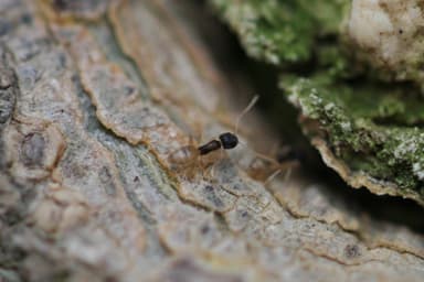 Tapinoma melanocephalum photo 66