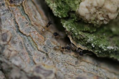 Tapinoma melanocephalum photo 67