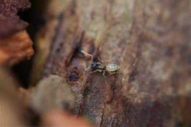 Tapinoma melanocephalum photo 68