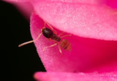 Tapinoma melanocephalum photo 71