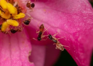 Tapinoma melanocephalum photo 72